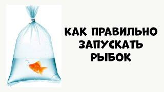 КАК ПРАВИЛЬНО ЗАПУСКАТЬ РЫБОК В АКВАРИУМ - аквариумистика