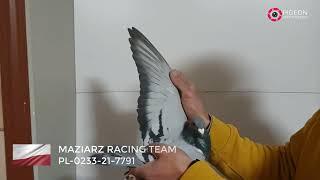 17 Final Fast pigeons Rimini winter audition 2021-2022