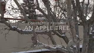 Corrective Pruning an Old Apple Tree