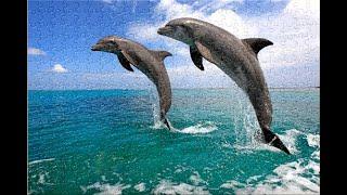 DOLPHIN | Speed up jigsaw puzzle 快轉拼圖| Satisfying Video