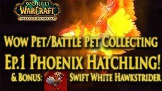 EP.1 Wow Pet/Battle Pet Collecting Series - Phoenix Hatchling! Bonus: Swift White Hawkstrider