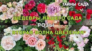 Розы. Цветение роз в нашем саду. Прогулка по саду. Обзор многолетних цветов. Проведём время вместе )