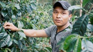 Finca La Mula - Growing Geisha Coffee in the Cloud Forest #2