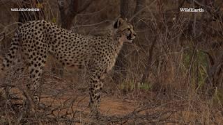 Grace in Motion: A Cheetah’s Tale in Welgevonden