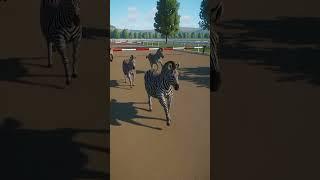 Horse Vs Zebra Race #planetzoo #shorts