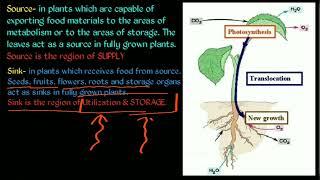 Source Sink Relationship | sem 4 Botany Plang physiology and metabolism