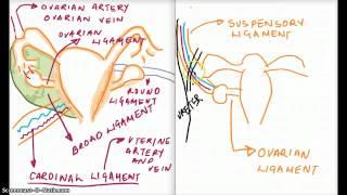 Ligaments of the Reproductive System