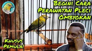 Cara Merawat Burung Pleci Ombyokan Bagi Pemula