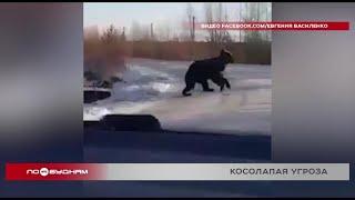 Медведь пытался проникнуть в дом в Братском районе