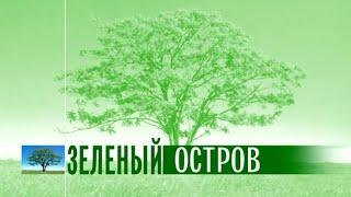 Зелёный остров Эфир: 18-01-2022