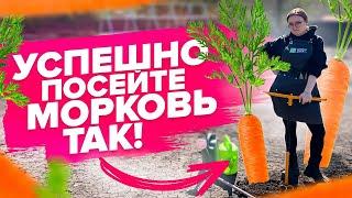 МОРКОВЬ БУДЕТ РОВНОЙ! Простой посев моркови