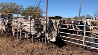 Gentle Brahman Bulls ready for the ladies