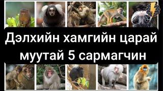 Дэлхийн хамгийн царай муутай 5 сармагчин