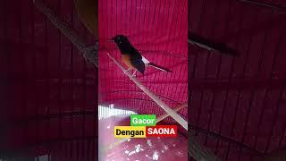 MURAI BATU GACOR DENGAN SAONA #kicaumania #canary #muraibatu #masteranburung