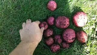 Final potato reveal