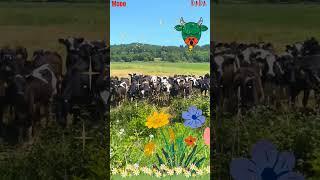 Animal mooo#cow sounds & voice  #animal moo 