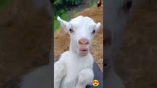 New Born and mom goat sound ️ #goat #animals #sound #viralshort #viralvideos #viralshorts