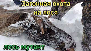 Загонная охота на лося. Добыли быка мутанта.