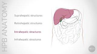 Update on Conventional Hepato-Pancreato-Biliary (HPB) Anatomy: Intra-hepatic anatomy