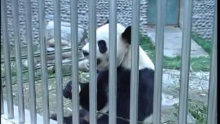 Pair of pandas head to Canada soon