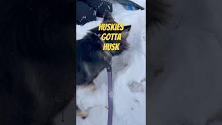 #husky #huskiesofyoutube #huskiesoftiktok #huskiesofinstagram #pomskypuppy #pomskies #huskydog