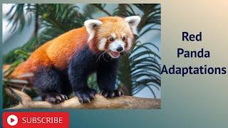 Red Panda Adaptations