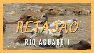 RETAJAO. AGUARO RIVER (PART I). Plains of Venezuela. Cattle drive. Tropical ranching. Cowboys.