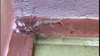 Black Widow vs Praying Mantis: Spiders infest my house