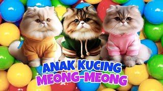 KUCING GEMOY MEONG MEONG ‼️ ANAK KUCING MEONG MEONG | KUCING OYEN #kucing #kucinglucu