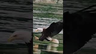 Seahawk Fishing, Catch a fish quickly and accurately #familybirds #bird #egret