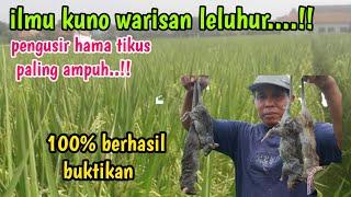 ilmu kuno paling mujarab yang jarang di pakai lagi cara ampuh mengusir tikus di sawah dengan mudah