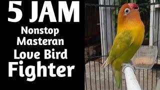 Masteran lovebird betina fighter 5 jam nonstop