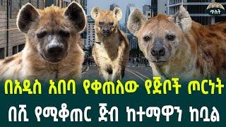 አዲስ አበባን የወረረው ጅብ1000 ጅብ ሰው እየነጠቀ ነው September 1, 2024