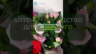 Аптечное средство для цветения#цветы #растения #дача #сад #огород #удобрение #комнатныецветы