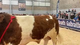 Simmental Show at Stirling 10 00am on Sunday 19th February’23