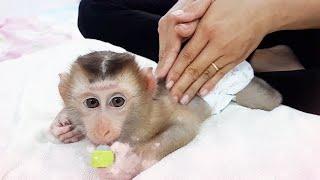 Very comfortable!! The cute baby monkey LyLy loves a relaxing massage after bathing.