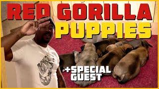 Red Gorilla Dogs | African Boerboel Puppies 7 days