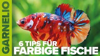 6 Tips für Farbige Fische