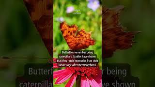 Today's Insight: Butterflies #shorts #insight #facts #infomation #knowledge #daily #butterflies