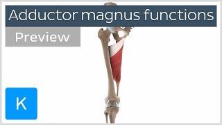 Functions of the adductor magnus muscle (preview) - Human 3D Anatomy | Kenhub
