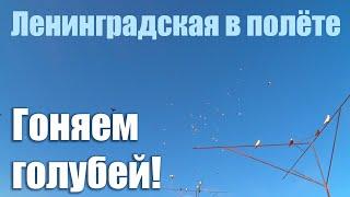  Ленинградская в полёте!   Гоняем шеек вместе с Ленинградскими голубеводами.