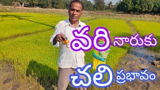 వరి నారుకు చలి ప్రభావం| చలి నుండి వరి నారును రక్షించండి|by karshaka nestham