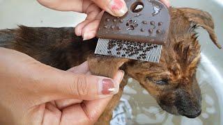 Bathing And Remove Tlcks & Fleas on Cutest Puppy | Working With Love