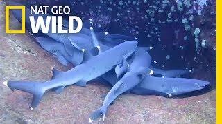 You Haven't Seen a Shark 'Sleep' Until Now | Nat Geo Wild