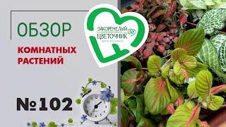 Обзор растений: пальмы, аглаонемы, папоротники, филодендроны, цикламены, агава, циперус, орхидеи 102