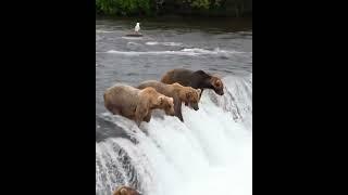 Bears fishing