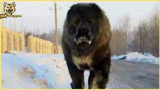 Caucasian shepherd dog breed | All You Need To Know