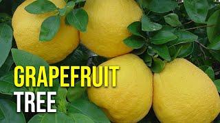 Grapefruit Tree