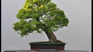 Finest Selection Of Chinese Elm Bonsai Trees