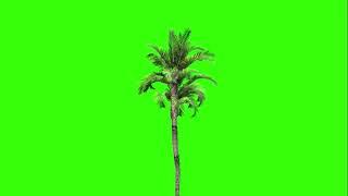 4K Palm Tree| Green Screen | | Green Screen Animation | |3D 4K|